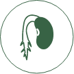 Plant grow logo