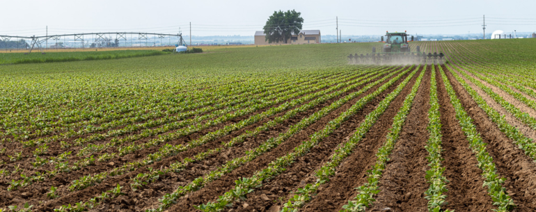 High Plains Beans – A Glimpse into the Field!