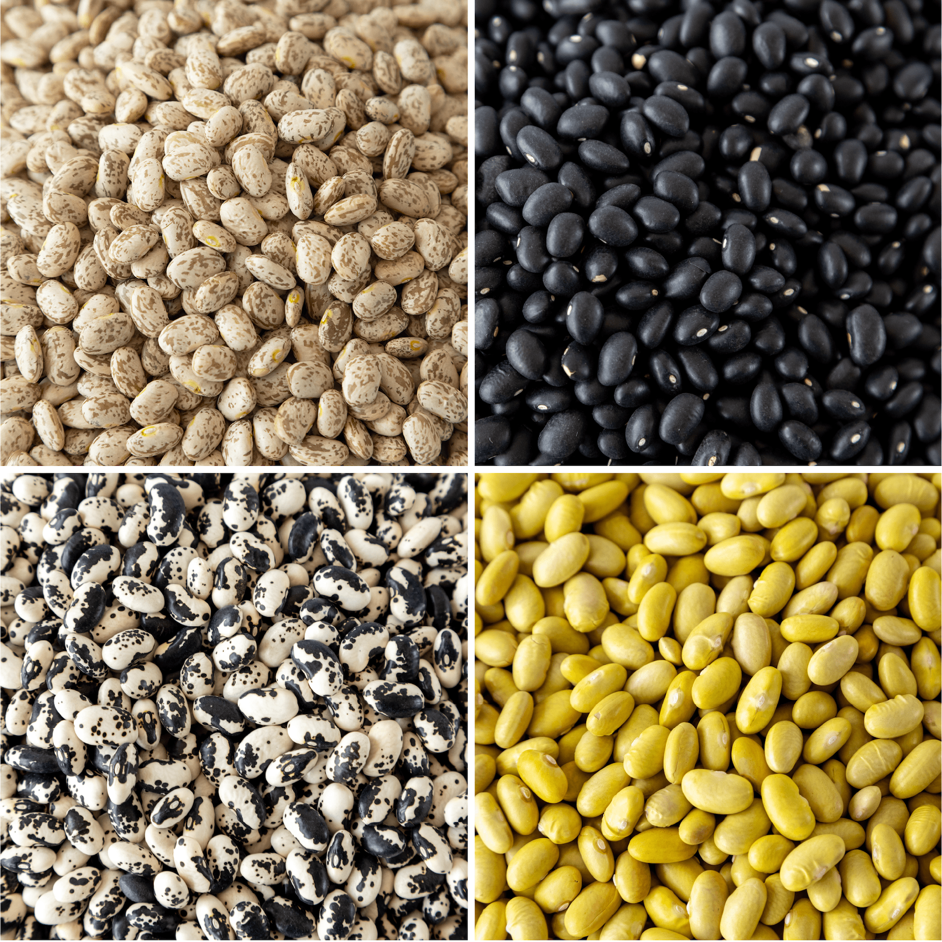 Bean Variety 4-Pack - Image 3